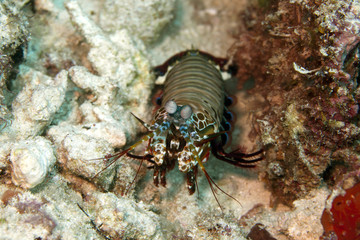 mantis shrimp