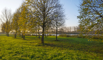 Obraz premium Trees along a canal at sunset in autumn