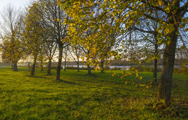 Fototapeta premium Trees along a canal at sunset in autumn