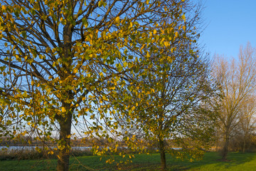 Fototapeta premium Trees along a canal at sunset in autumn