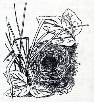 Nest Of Leaf Warbler