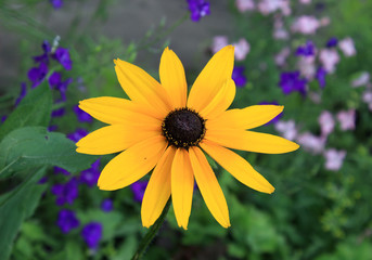 Yellow rudbeckia flower