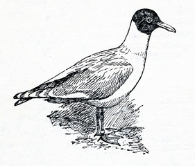 Naklejka premium Mediterranean gull (Ichthyaetus melanocephalus)