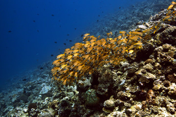 underwater