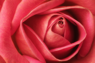 Pink rose macro background