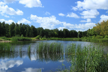 Fototapeta na wymiar Summer landscape: pond in the park
