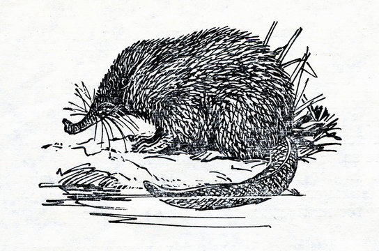 Russian desman (Desmana moschata)