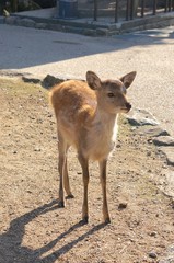子鹿