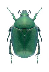 Beetle Protaetia cuprea phoebe