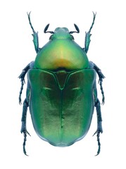 Beetle Protaetia cuprea phoebe