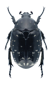 Beetle Protaetia funebris