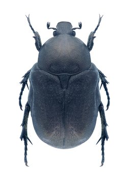 Beetle Protaetia opaca