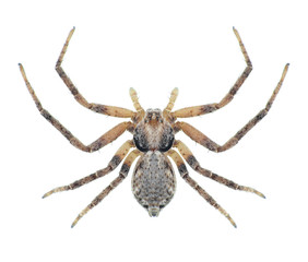 Spider Philodromus aureolus (female)