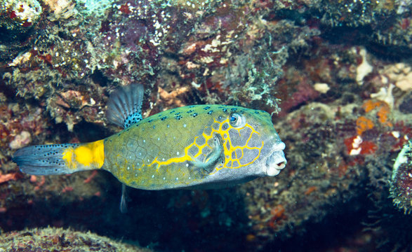 boxfish