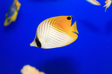 Threadfin butterflyfish (Chaetodon auriga) in Japan