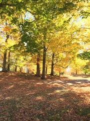 Naklejka premium Fall colors