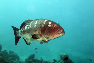 grouper