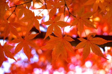 紅葉