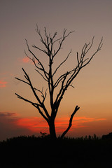 夕日と枯れ木