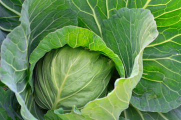Fototapeta na wymiar Organic cabbage on the farm