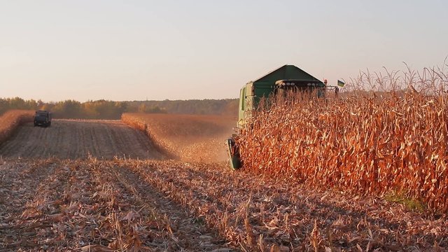 Harvesting in field