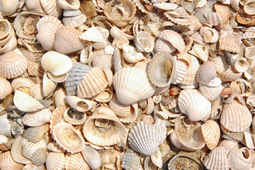 seashels background with sand