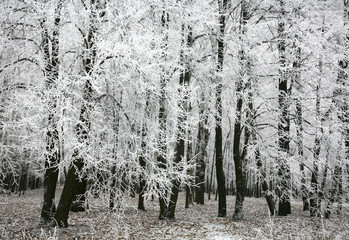 Snow autumn forest