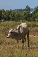 Siamese cow in a field