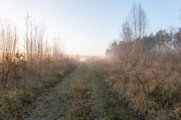 Fototapeta na wymiar beautiful misty meadow in the morning frost