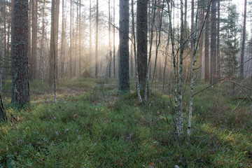 beautifull light beams in forest through trees