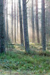 beautifull light beams in forest through trees
