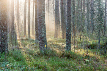 beautifull light beams in forest through trees