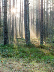 Obraz premium beautiful light beams in forest through trees