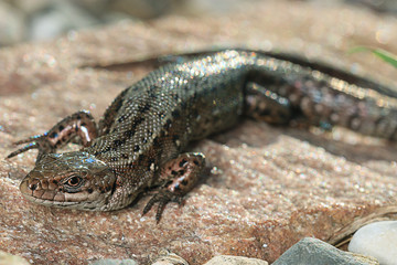 brown lizard on a rock close