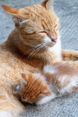 The cat feeds a kitten