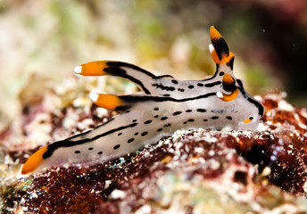 nudibranch