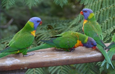 Colorfulm rainbow lorikeets on a balcony in the city