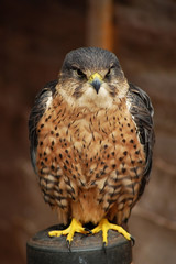 Merlin Falcon