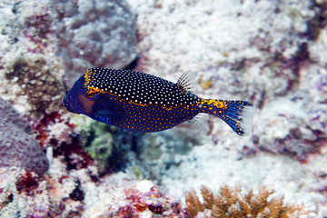 boxfish