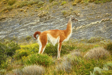 Guanaco in Torres del Paine national park