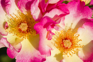 Fototapeta na wymiar Colorful roses