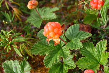 Cloudberries