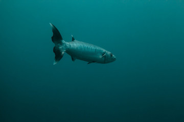barracuda