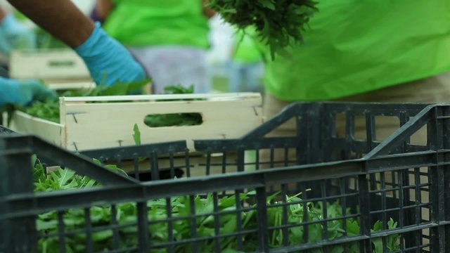 Raccolta Rucola