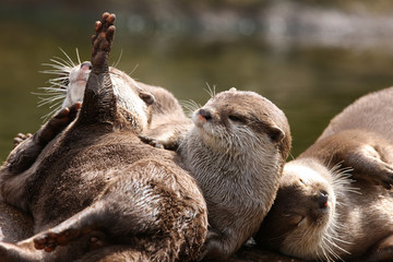 A family of Oriental Short Clawed Otters