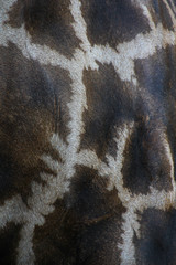 Giraffe pattern