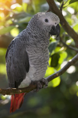 Fototapeta premium African Grey Parrot