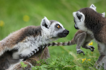 Naklejka na ściany i meble Close up of a Ring Tailed Lemur family