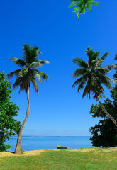 Coast Sea Palms