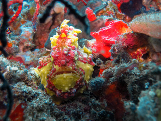 frogfish